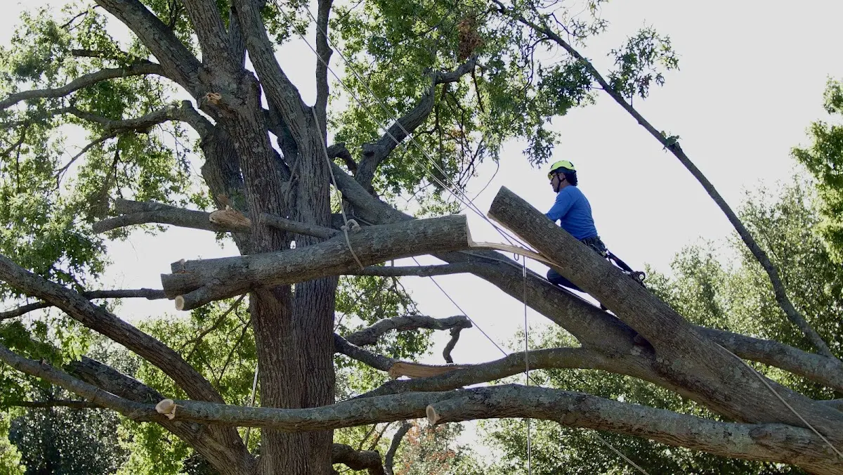 Professional Hazardous Tree Removal performed by certified arborists in San Carlos