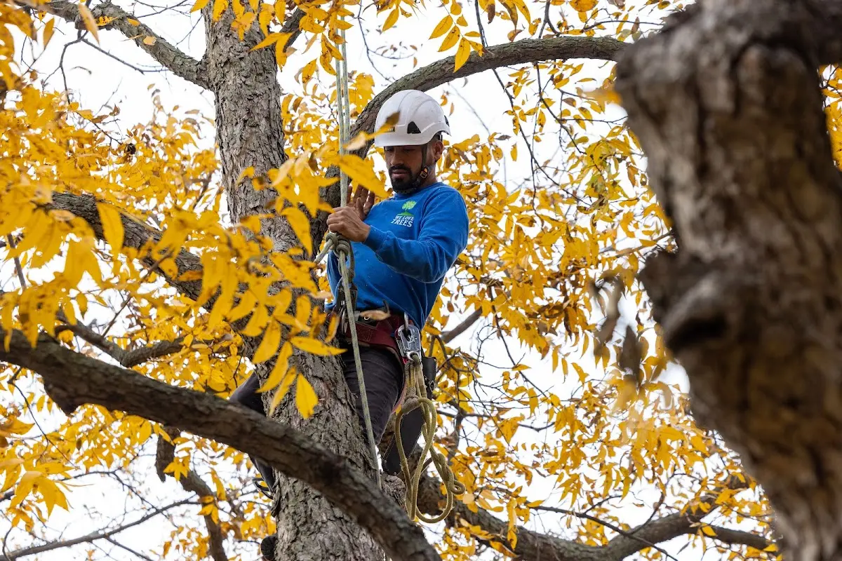 Skilled Tree Pruning crew working in San Carlos