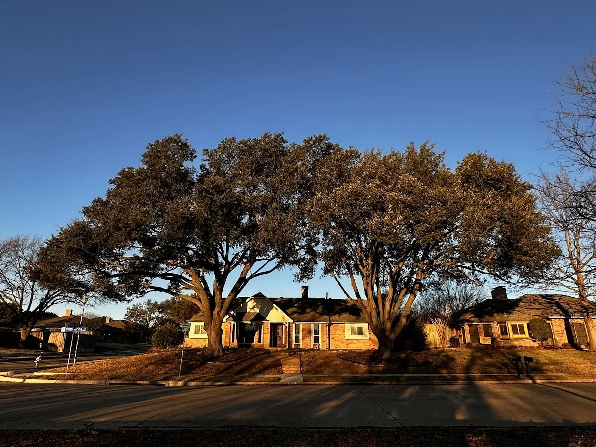Established residential canopy tree shading a home in San Carlos